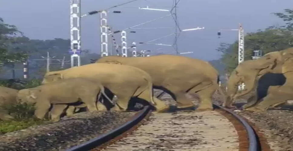 झारखंड में जंगली हाथियों की आवाजाही से कई पैसेंजर और मेमू ट्रेनें रद्द