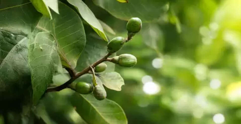 भिलावा: पाचन, त्वचा और जोड़ों के दर्द में चमत्कारी लाभ, पर सावधानी जरूरी