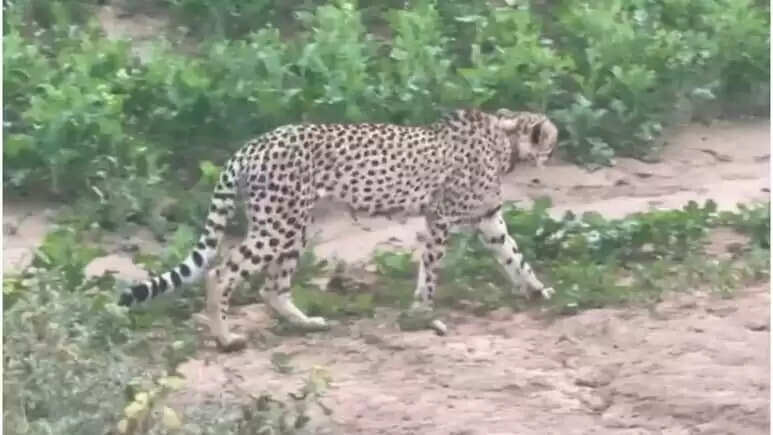 राजस्थान के रामगढ़ क्रेटर में अफ्रीकन चीता KP-2 की वापसी, बारां का जंगल बना पसंदीदा प्लेस