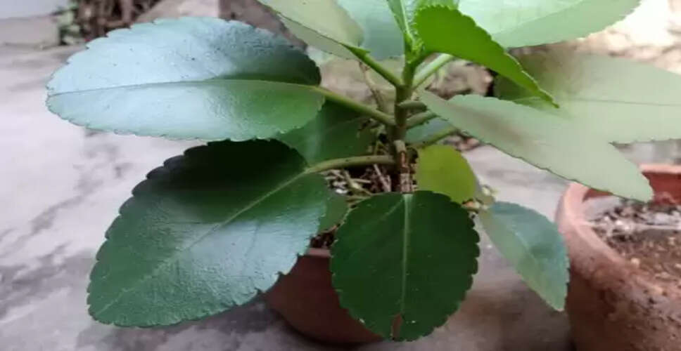 पत्थरचट्टा: पथरी से लेकर यूटीआई के संक्रमण को कम करने में मददगार है यह पौधा