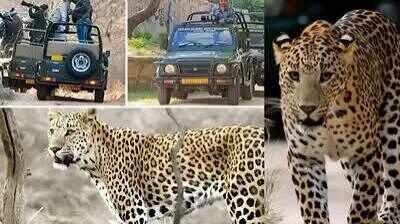 जयपुर के झालाना लेपर्ड रिजर्व में दिखा रोमांचक नजारा, फुटेज में देंखे मादा शावक ने पलक झपकते ही खरगोश का किया शिकार