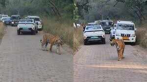 रणथंभौर में टाइगर ने रोका पर्यटकों का रास्ता, वीडियो में देंखे वन विभाग ने की निगरानी