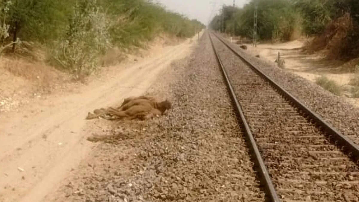 लीलण एक्सप्रेस की चपेट में आए 5 ऊंट, दर्दनाक मौत से इलाके में सनसनी