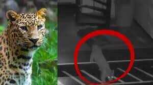 जयपुर में तेंदुए की बढ़ती मूवमेंट पर वन विभाग सख्त, वीडियो में जाने नया SOP जारी