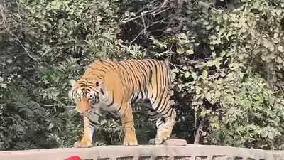 रणथंभौर में त्रिनेत्र गणेश मंदिर मार्ग पर आया बाघ, गा​ड़ियां रोकनी पड़ी, लाइनें लगी, फुटेज में देखें पहाड़ी पर बैठा रहा रिद्धि का शावक