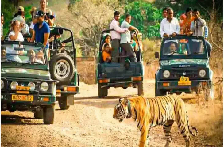 रणथम्भौर टाइगर सफारी 2026: दो मिनट के वीडियो में जाने पूरी गाइड — कब जाएं, कैसे बुक करें और कितना खर्च आएगा