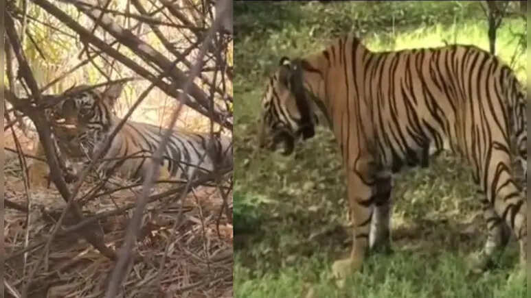 रिहायशी इलाकों में आतंक मचाने वाला बाघ बन गया 'प्रेमी', सुल्ताना की बेटी के साथ कैफे के पीछे आया नजर