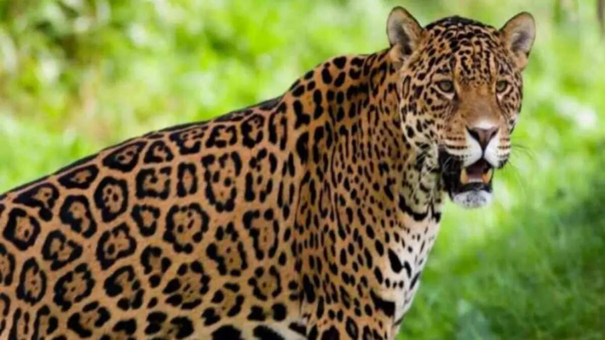 जयपुर नाहरगढ़ अभ्यारण्य में मिला फीमेल लेपर्ड का शव, फुटेज में देखें अधिकारी बोले दो तेंदुओं की लड़ाई मौत का कारण