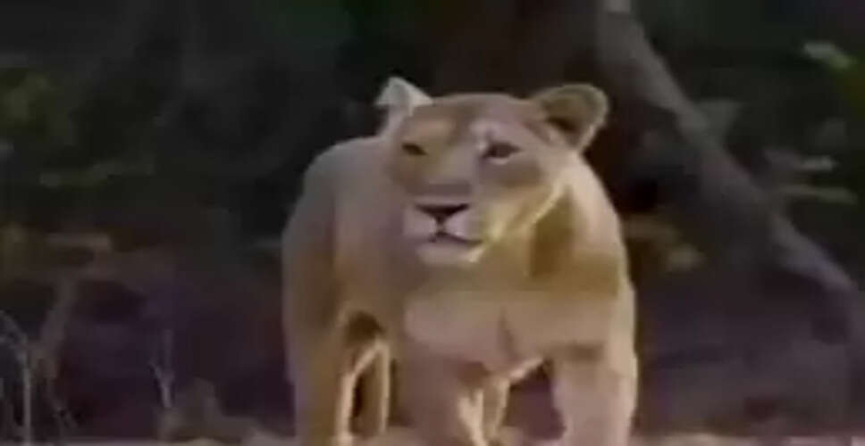 33 साल बाद फिर टाइगर स्टेट बना गुजरात, रतनमहल वन्यजीव अभयारण्य में दिखा बाघ