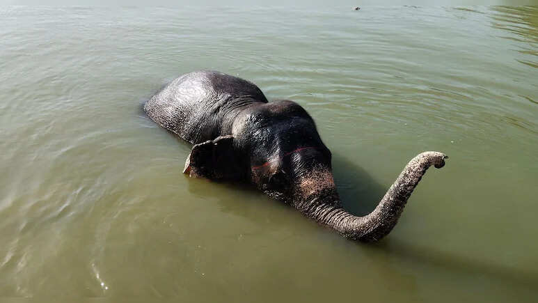 जयपुर में हाथियों को ख‍िलाया जा रहा तरबूज और ककड़ी, पिलाया जा रहा सत्‍तू और नार‍ियल पानी