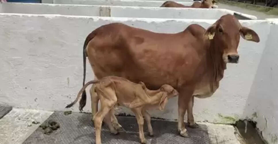 गोमूत्र : अपशिष्ट नहीं औषधि, कई बीमारियों से लड़ने में सहायक