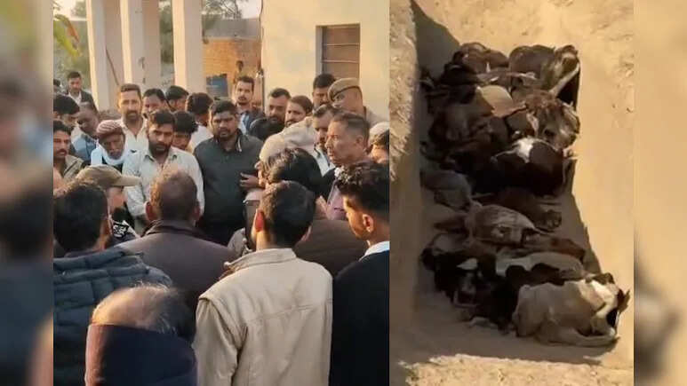 श्रीगंगानगर में 100 से अधिक गायों की मौतों से हड़कंप, अध्यक्ष का इस्तीफा, ग्रामीणों ने मांगी उच्च स्तरीय जांच