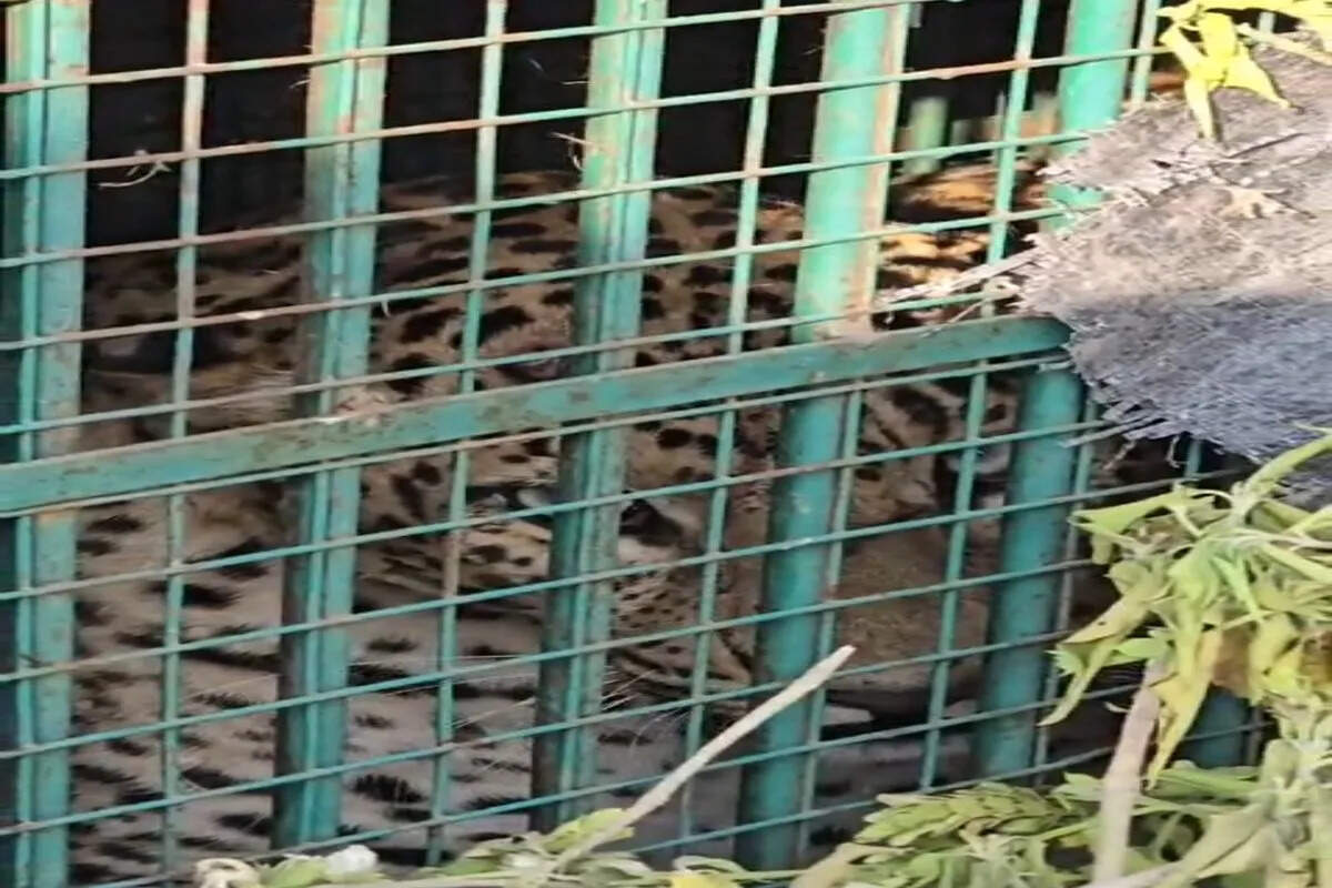 जोलाई में पैंथर की दहशत, वन विभाग ने लगाया पिंजरा; ग्रामीणों में राहत की उम्मीद