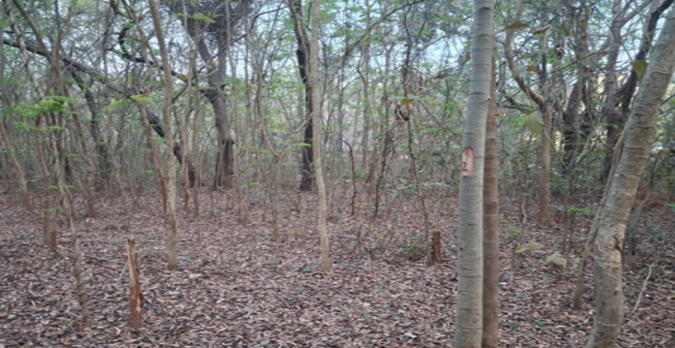 केंद्र ने एनआईटी राउरकेला में प्रस्तावित 2 हजार से अधिक पेड़ों की कटाई पर ओडिशा सरकार से मांगी रिपोर्ट