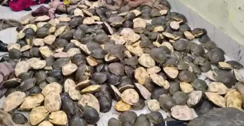 झारखंड: साहिबगंज में ट्रेन की सुरक्षा तलाशी के दौरान एक हजार से ज्यादा प्रतिबंधित कछुए जब्त, तीन गिरफ्तार