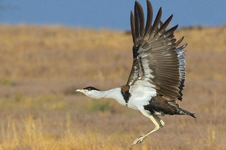 गोडावण संरक्षण में बड़ी सफलता, जैसलमेर में 3 नए चूजों का जन्म; वीडियो में जाने संख्या बढ़कर 94 पहुंची