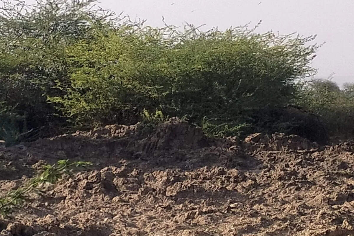 चरडाना में पशु चिकित्सालय भवन निर्माण अटका, पांच साल बाद भी वित्तीय स्वीकृति नहीं