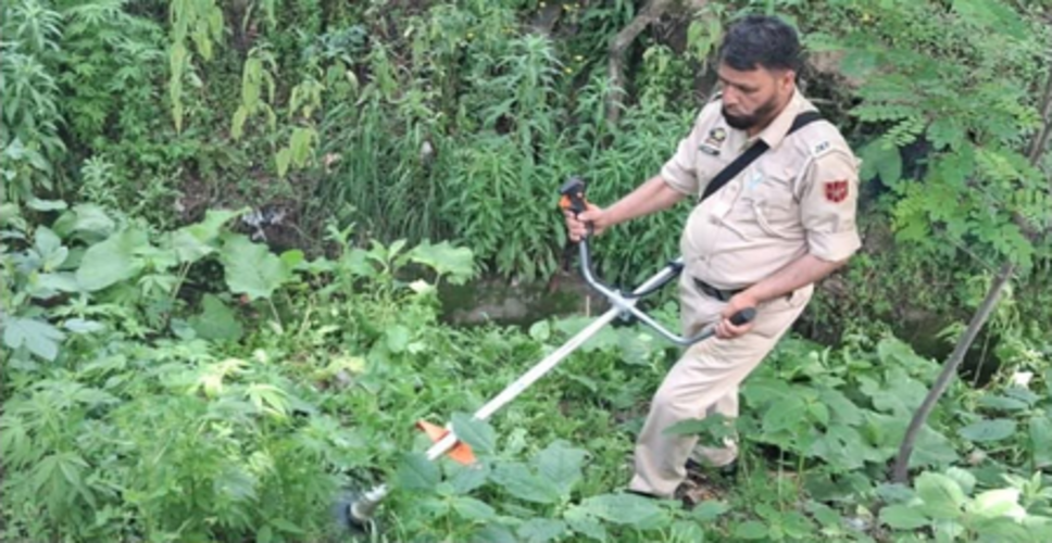 जम्मू-कश्मीर: नशे के खिलाफ बारामूला में पुलिस का बड़ा अभियान, जंगली भांग की खेती नष्ट