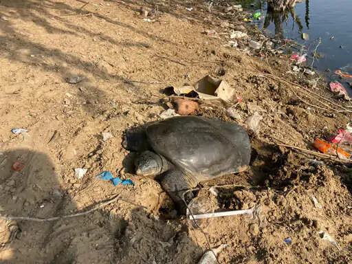 जयपुर के जलमहल की पाल पर मादा सॉफ्टशेल कछुए का दुर्लभ नजारा, प्राकृतिक रूप से अंडे देने पहुंची