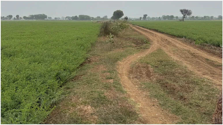 भू-माफियाओं को फायदा पहुंचाने के लिए 'गायब' कर दिया सरकारी रास्ता, कैमरे के आगे तहसीलदार की बोलती बंद