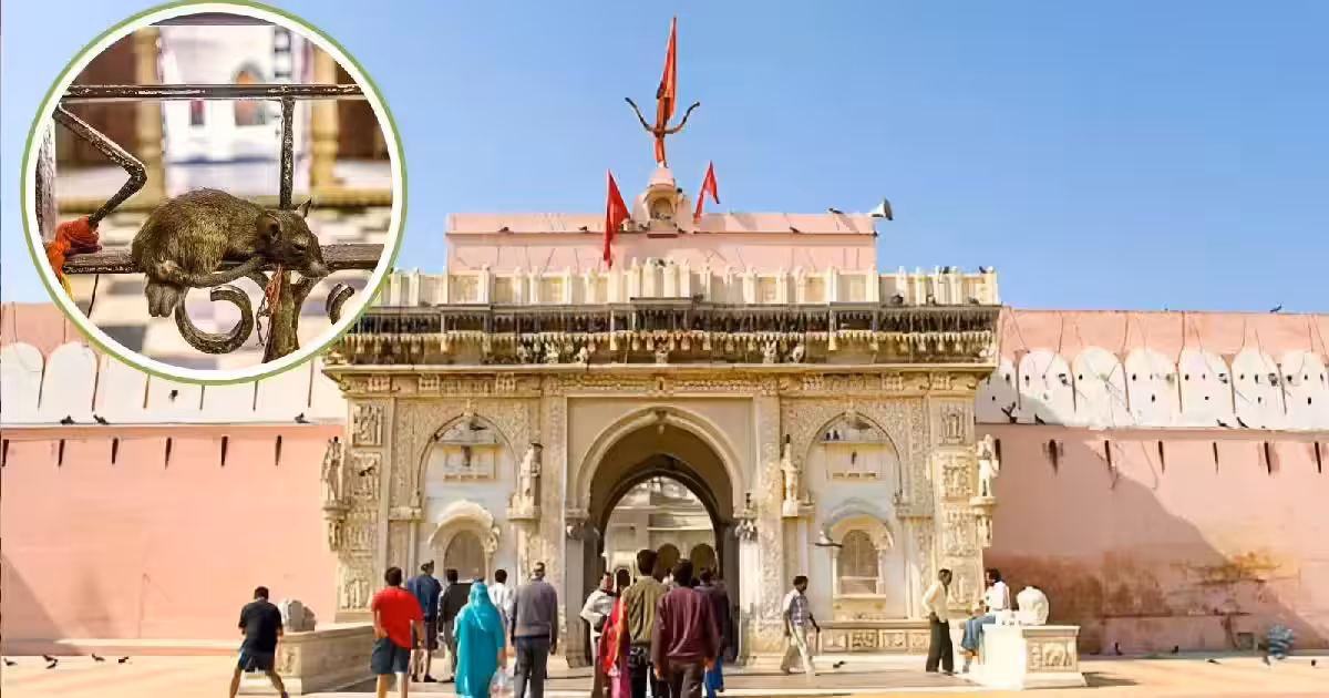 करणी माता मंदिर का ऐतिहासिक महत्व, वीडियो में जाने जानिए कैसे राजस्थान के बीकानेर में चूहों की पूजा से प्रसिद्ध हुआ यह स्थल