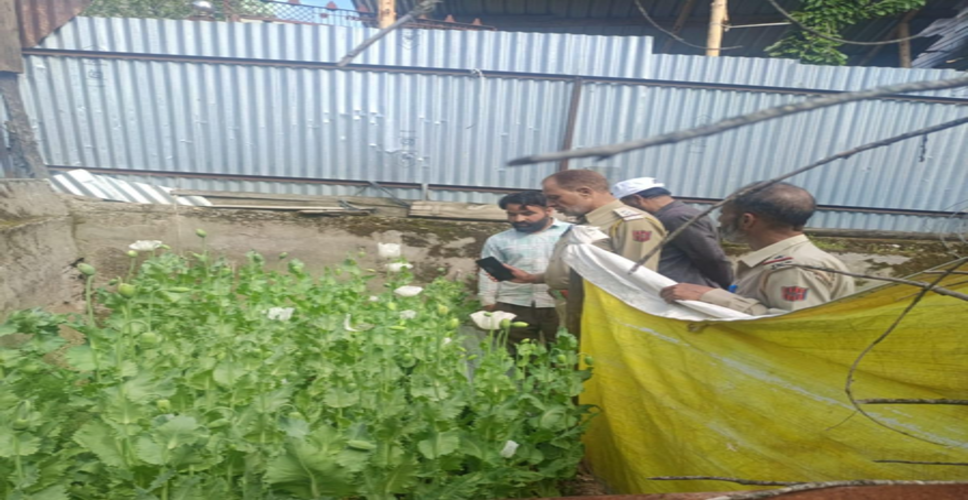 जम्मू कश्मीर : कुपवाड़ा में अफीम की खेती नष्ट, ड्रग्स के साथ एक शख्स गिरफ्तार