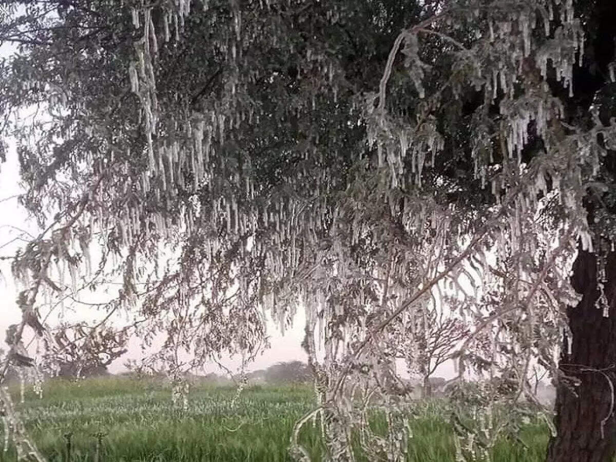 राजस्थान में कोल्डवेव की लहर, पाला पडने से किसानों में टेशन, वीडियो में देखें सीकर में बर्फ जमी