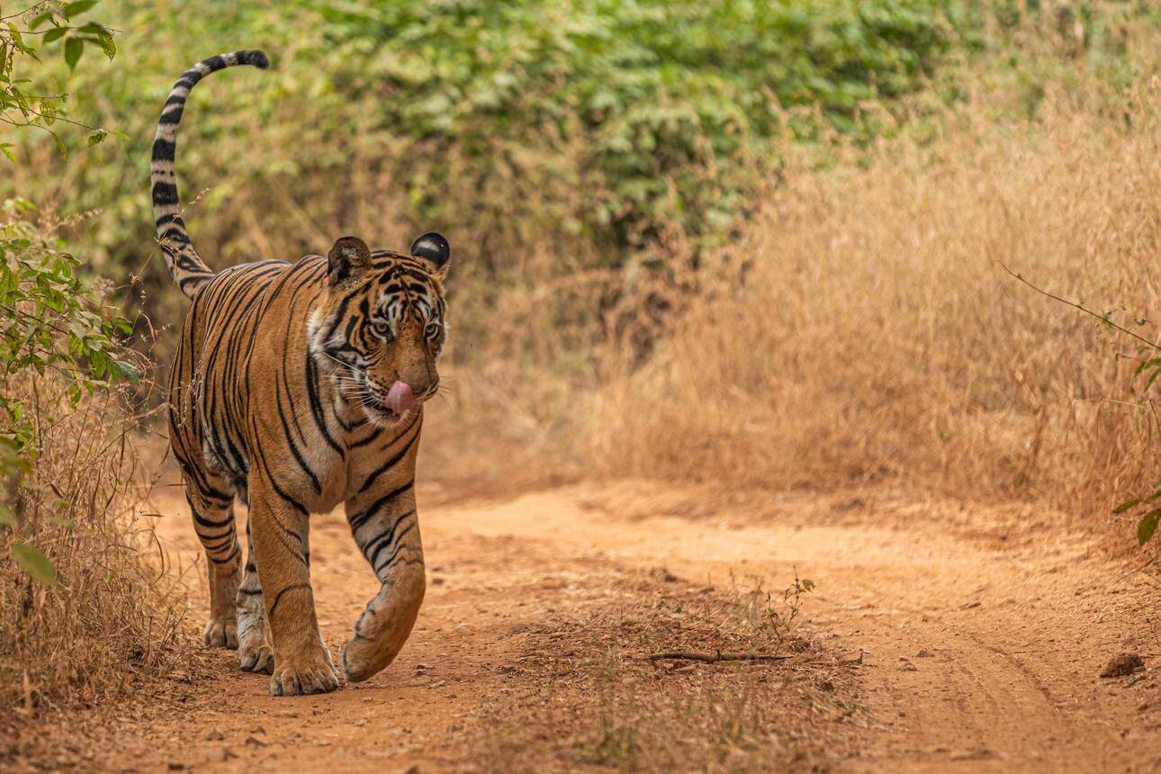 रणथंभौर राष्ट्रीय उद्यान: राजस्थान का वो जंगल जहां बाघों की दहाड़ और इतिहास का अनोखा संगम मिलता है