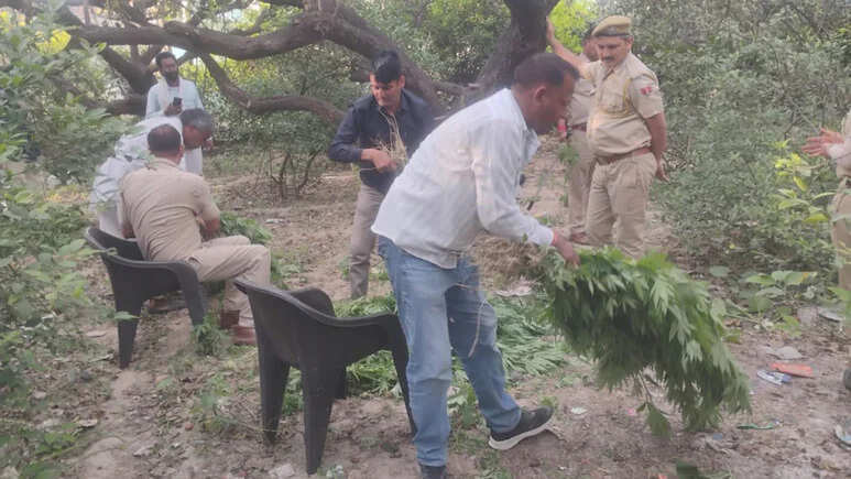 जयपुर ग्रामीण में ‘ऑपरेशन एंटी वेनम’ के तहत बड़ी कार्रवाई, गांजे की अवैध खेती का भंडाफोड़