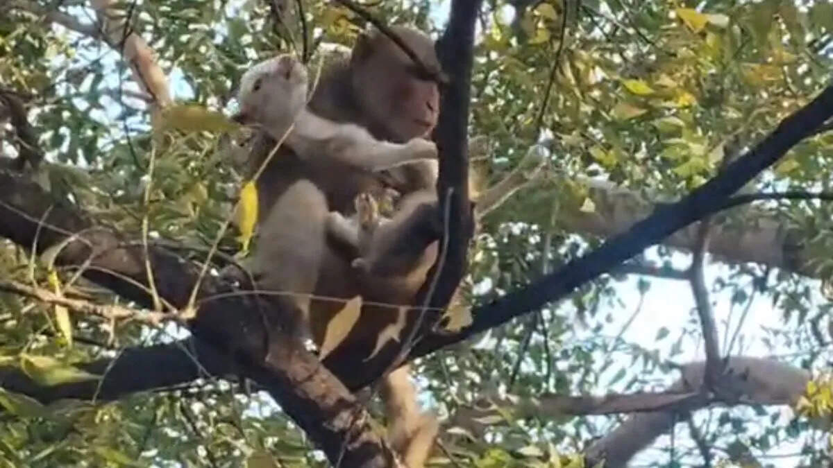 अजमेर में अनोखी घटना, वीडियो में देखें बंदर बकरी के बच्चे को पेड़ पर ले गया, एक घंटे तक दुलारता रहा