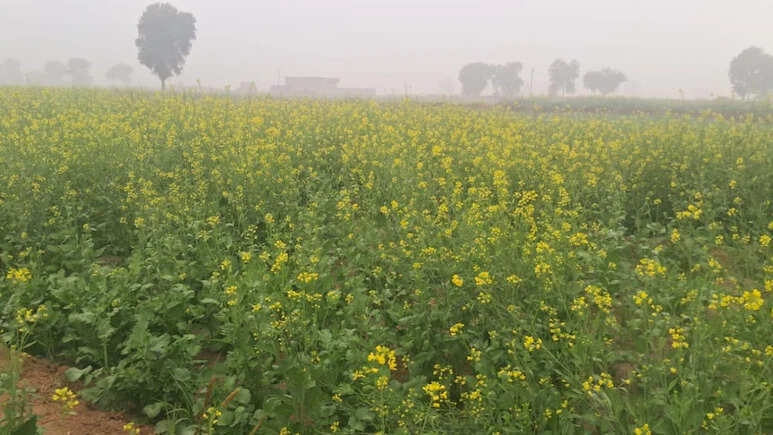 राजस्थान में अमृत बनकर बरसी मावठ, गेहूं और सरसों की फसलों को मिला जीवनदान, किसानों के खिले चेहरे