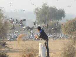 राजस्थान में प्रवासी पक्षियों पर संकट, बदलते मौसम और जलस्रोतों की कमी से बढ़ी मुश्किलें