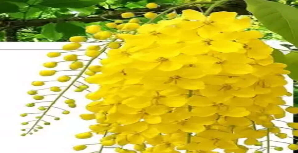 अद्भुत अमलतास : पाचन तंत्र को मजबूत बनाने में मददगार, त्वचा रोगों के लिए भी रामबाण