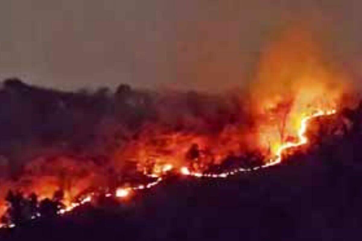 अलवर के सरिस्का जंगल में भीषण आग, वीडियो में देखें 2 हेक्टेयर में पेड़ पौधे जलकर राख