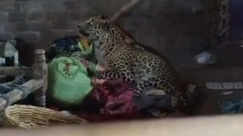 किशोर पर हमला करने के बाद मादा पैंथर के मुंह से आया झाग, कमरे में मौत, जांच में जुटा वन विभाग