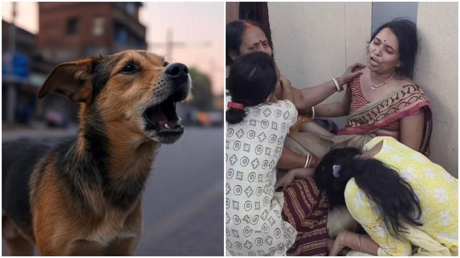 पागल कुत्ते ने दो घंटे में 36 लोगों को काटा, फुटेज में देखें घर के बाहर खेल रही बच्ची का गाल नोंचा, लोगों ने मिलकर कुत्ते को मारा