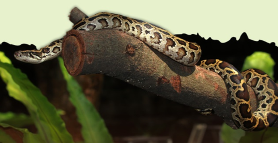 भारतीय रॉक पाइथन : जहर नहीं, ताकत है जिसकी पहचान, विशालकाय शरीर के दम पर लेता है शिकार की जान