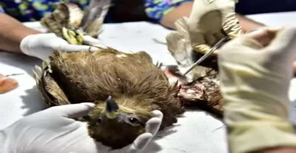 करुणा अभियान: गुजरात की राज्यव्यापी पहल ने 4,900 से अधिक पक्षियों की जान बचाई