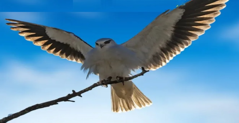 आसमान का चतुर शिकारी ब्लैक-शोल्डर काइट, कहलाता है 'किसान मित्र'