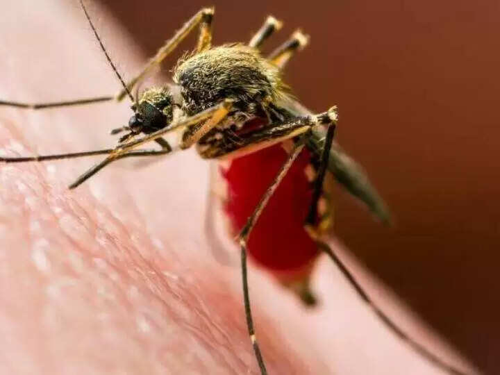 राजस्थान सरकार का अनोखा कदम!&nbsp;अब मच्छरों की होगी खेती, जाने क्या है&nbsp;डेंगू-मलेरिया को जड़ से खत्म करने की नई योजना ?