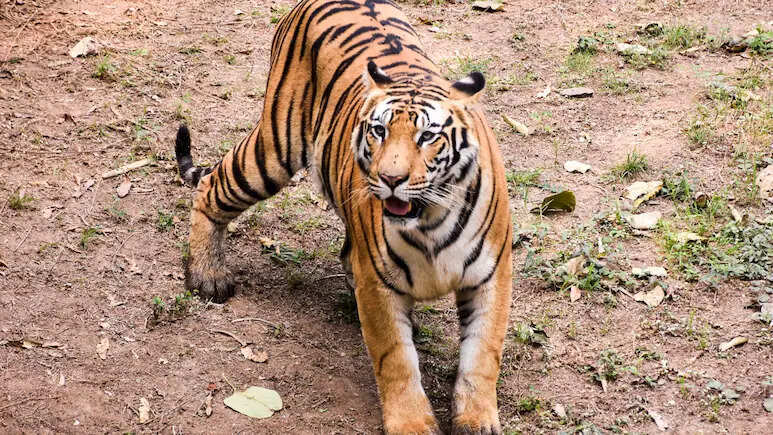 रणथंभौर में बना राजस्थान का पहला टाइगर वेटेनरी हॉस्पिटल, अब जंगल में ही होगा बाघों का हाईटेक इलाज