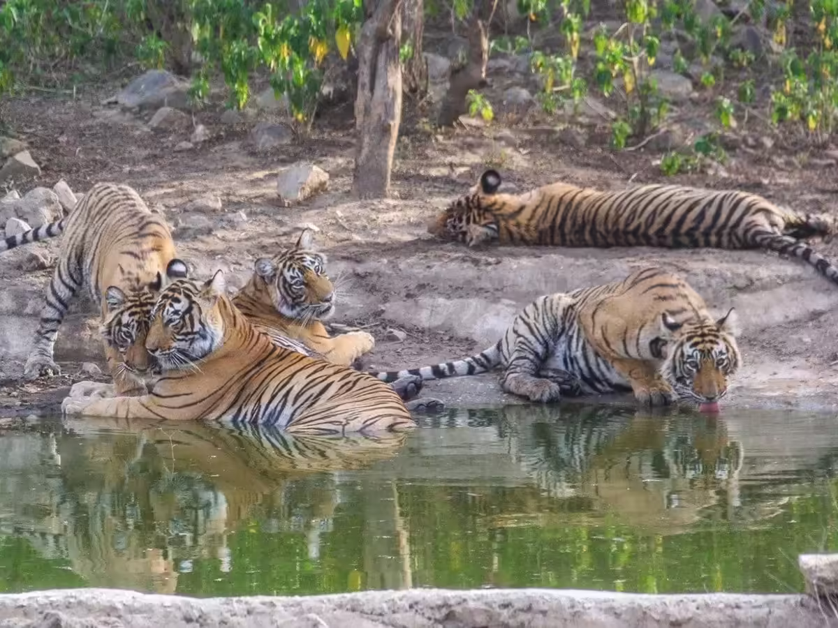 सरिस्का में बाघिनों के शावकों के साथ बढ़ी हलचल, वन विभाग ने जारी किया हाई अलर्ट