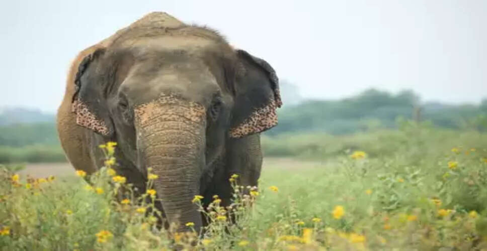 उत्तराखंड : रामनगर में हाथी के हमले से महिला घायल, लोगों में दहशत का माहौल