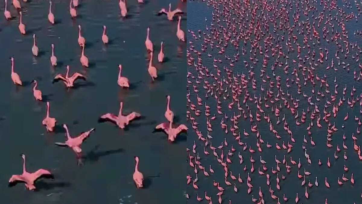 सांभर झील में लाखों फ्लेमिंगो के आगमन से गुलाबी समंदर, पक्षी प्रेमियों के लिए अद्भुत अनुभव