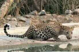 रणथंभौर में दुर्लभ नज़ारा: टाइगर, लेपर्ड और चीता एक साथ दिखे, वीडियो में देंखे वन विभाग ने बताया ऐतिहासिक दृश्य