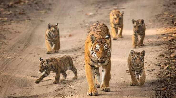 रणथंभौर के मशहूर बाघ T-25 की कहानी: 2007 में हुआ जन्म, वीडियो में जाने बाघिन T-22 और नर बाघ T-20 का था शावक