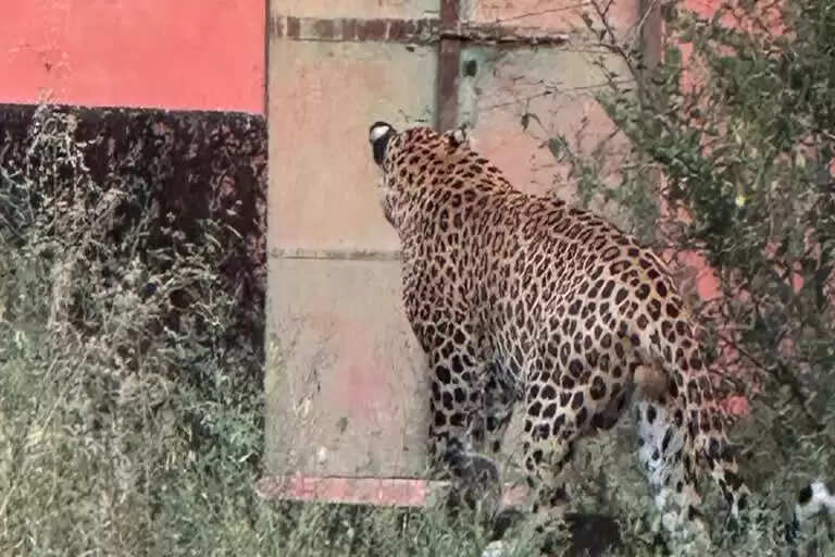 जयपुर में बढ़ रहा लेपर्ड का खतरा, वीडियो में देखें अब बजाज नगर में दिखा, बेखौफ सड़कों पर टहलता नजर आया