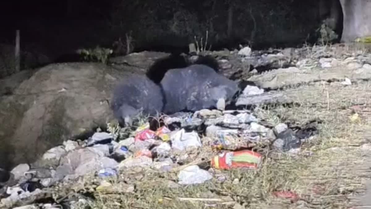 भरतपुर के गांव में घुसा भालू, वीडियो में देंखे टीनशेड पर चढ़कर भैंस पर किया हमला करने का प्रयास; ग्रामीणों में मची दहशत