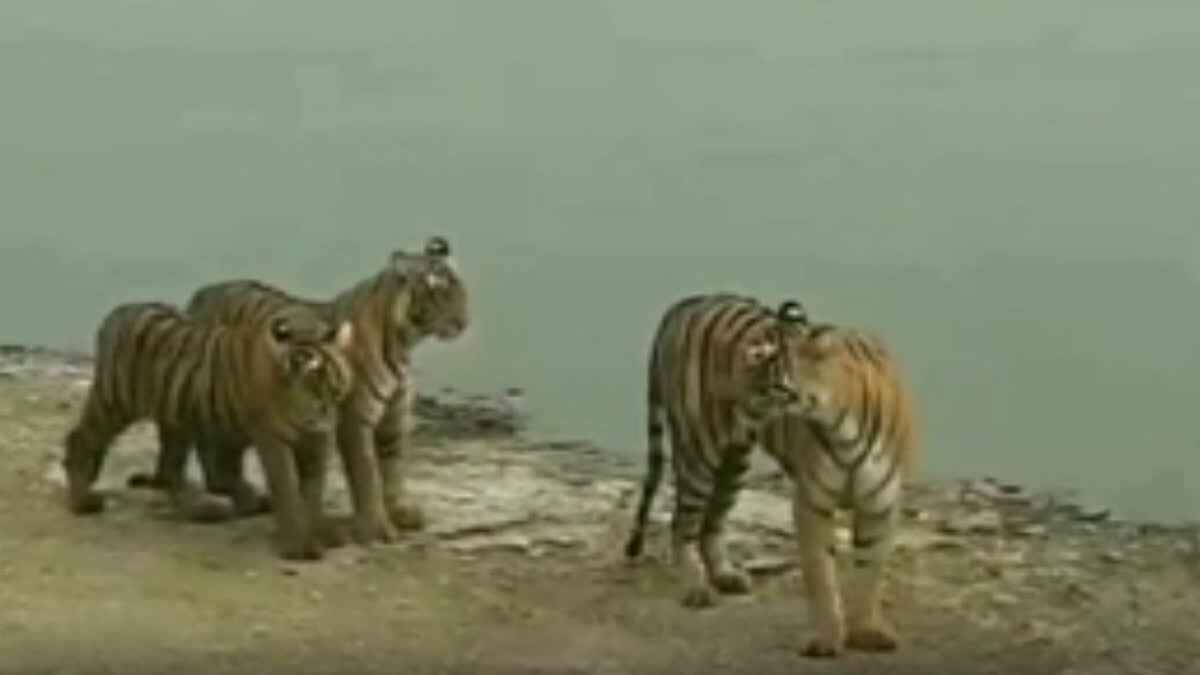 रणथंभौर में बाघों के बीच टेरिटरी संघर्ष तेज: बढ़ती झड़पों से वन विभाग सतर्क