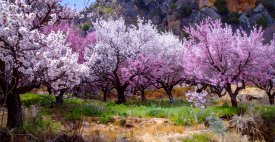 लद्दाख में जापान के चेरी ब्लॉसम सीजन जैसी खूबसूरती, संस्कृति और प्रकृति का अनूठा मेल